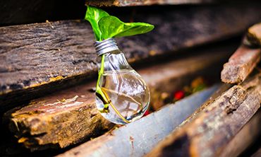 plant growing in a lightbulb