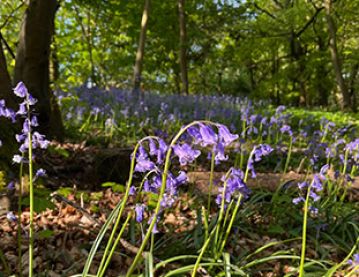 Bluebells in Wytham Woods