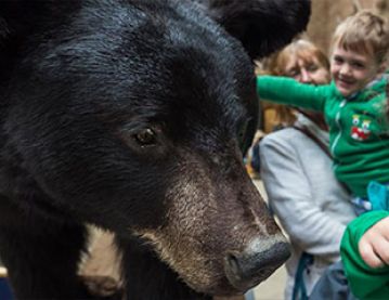 Bear in museum