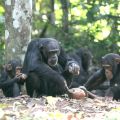 A mother chimpanzee processing oil palm nuts with stone tools at Bossou. The mother (Jire) is 42 years old, and she is accompanied by her two children.