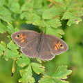  Meadow Brown butterfly (Maniola jurtina) with wings open, resting on green foliage and showing subtle orange markings and black eyespots.